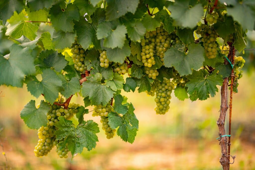 vignoble vin blanc